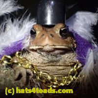 /home//u458753944/public_html/sourcegallery//Toads/P60/P6050684.JPG