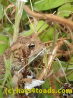 /home//u458753944/public_html/sourcegallery//Toads/P70/P7040858.JPG