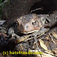 /home//u458753944/public_html/sourcegallery//Toads/P70/P7060227.JPG