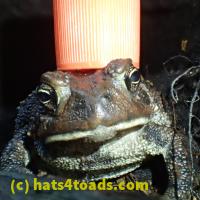 /home//u458753944/public_html/sourcegallery//Toads/P70/P7060229.JPG