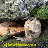 /home//u458753944/public_html/sourcegallery//Toads/P70/P7070822.JPG