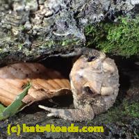 /home//u458753944/public_html/sourcegallery//Toads/P70/P7070823.JPG