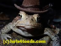 /home//u458753944/public_html/sourcegallery//Toads/P80/P8030999.JPG