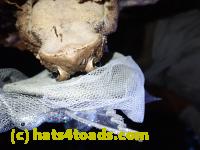/home//u458753944/public_html/sourcegallery//Toads/P81/P8140064.JPG