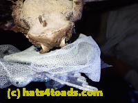 /home//u458753944/public_html/sourcegallery//Toads/P81/P8140065.JPG