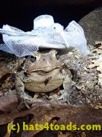 /home//u458753944/public_html/sourcegallery//Toads/P81/P8140067.JPG
