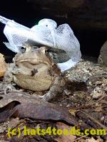 /home//u458753944/public_html/sourcegallery//Toads/P81/P8140069.JPG