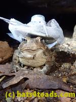 /home//u458753944/public_html/sourcegallery//Toads/P81/P8140070.JPG