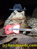 /home//u458753944/public_html/sourcegallery//Toads/P81/P8140073.JPG
