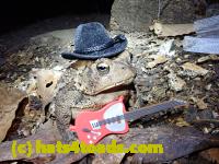 /home//u458753944/public_html/sourcegallery//Toads/P81/P8140077.JPG