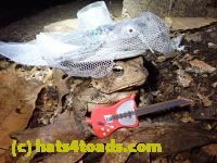 /home//u458753944/public_html/sourcegallery//Toads/P81/P8140081.JPG