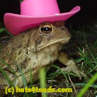 /home//u458753944/public_html/sourcegallery//Toads/P81/P8150230.JPG
