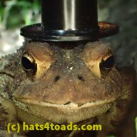 /home//u458753944/public_html/sourcegallery//Toads/P81/P8150234.JPG
