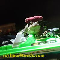 /home//u458753944/public_html/sourcegallery//Toads/P81/P8150245.JPG