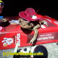 /home//u458753944/public_html/sourcegallery//Toads/P81/P8160352.JPG