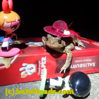 /home//u458753944/public_html/sourcegallery//Toads/P81/P8160353.JPG