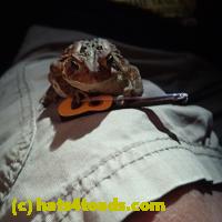 /home//u458753944/public_html/sourcegallery//Toads/P81/P8160354.JPG