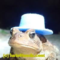 /home//u458753944/public_html/sourcegallery//Toads/P81/P8160355.JPG
