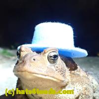 /home//u458753944/public_html/sourcegallery//Toads/P81/P8160356.JPG
