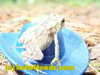 /home//u458753944/public_html/sourcegallery//Toads/P81/P8170096.JPG