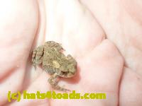 /home//u458753944/public_html/sourcegallery//Toads/P81/P8170110.JPG