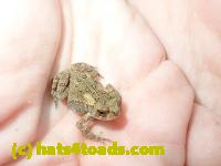 /home//u458753944/public_html/sourcegallery//Toads/P81/P8170111.JPG