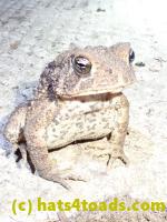 /home//u458753944/public_html/sourcegallery//Toads/P81/P8170139.JPG