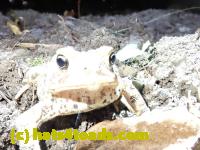 /home//u458753944/public_html/sourcegallery//Toads/P81/P8190305.JPG