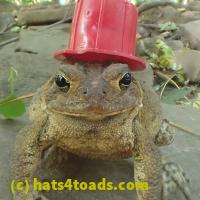 /home//u458753944/public_html/sourcegallery//Toads/P92/P9230068.JPG