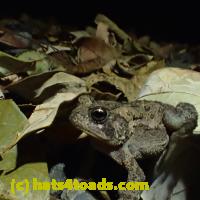 /home//u458753944/public_html/sourcegallery//Toads/P92/P9270073.JPG
