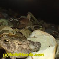 /home//u458753944/public_html/sourcegallery//Toads/P92/P9270075.JPG