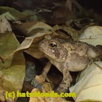 /home//u458753944/public_html/sourcegallery//Toads/P92/P9270077.JPG