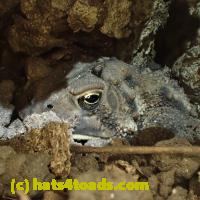 /home//u458753944/public_html/sourcegallery//Toads/P92/P9290086.JPG
