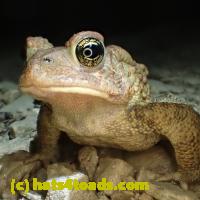/home//u458753944/public_html/sourcegallery//Toads/P92/P9290088.JPG
