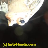 /home//u458753944/public_html/sourcegallery//Toads/PA23/PA230183.JPG