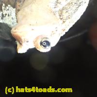 /home//u458753944/public_html/sourcegallery//Toads/PA23/PA230184.JPG