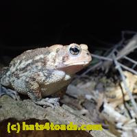 /home//u458753944/public_html/sourcegallery//Toads/PA23/PA230185.JPG