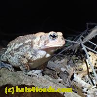 /home//u458753944/public_html/sourcegallery//Toads/PA23/PA230186.JPG
