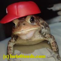 /home//u458753944/public_html/sourcegallery//Toads/PA23/PA230187.JPG