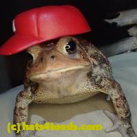 /home//u458753944/public_html/sourcegallery//Toads/PA23/PA230188.JPG
