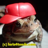 /home//u458753944/public_html/sourcegallery//Toads/PA23/PA230189.JPG