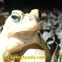 /home//u458753944/public_html/sourcegallery//Toads/PA23/PA230191.JPG