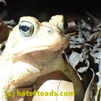 /home//u458753944/public_html/sourcegallery//Toads/PA23/PA230192.JPG